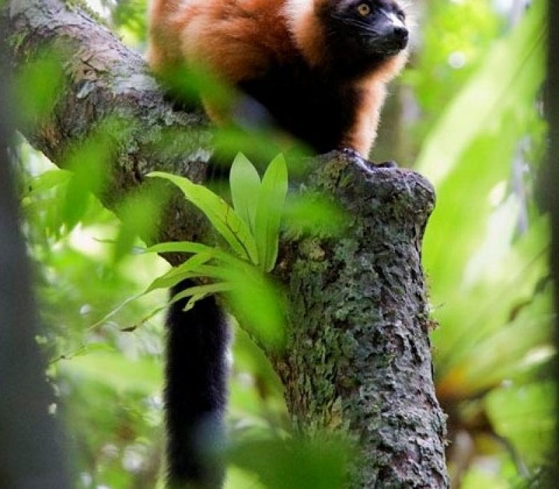 RedRuffedLemur